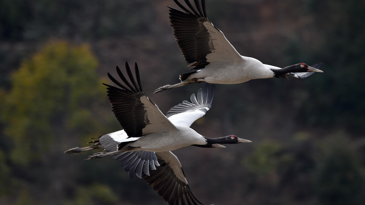 Black-Necked Cranes