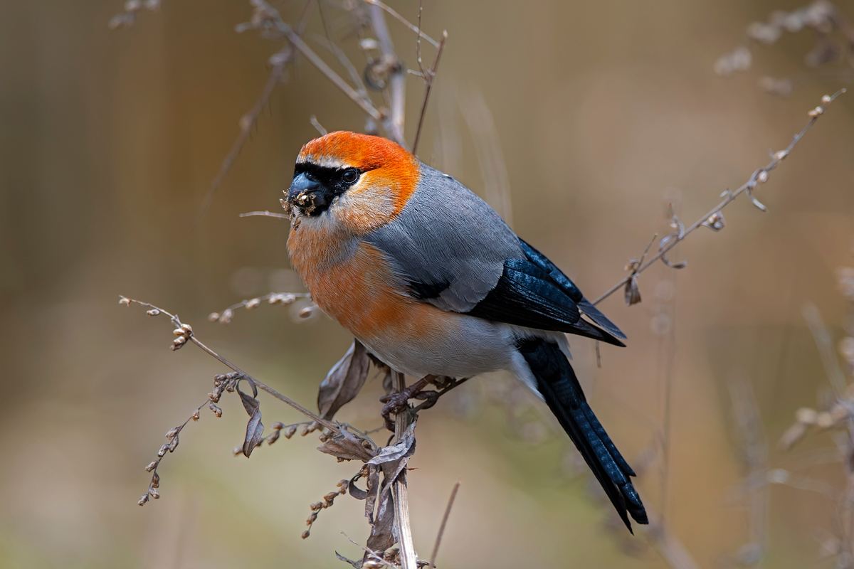 Birdwatching in Bhutan, home to over 700 recorded species