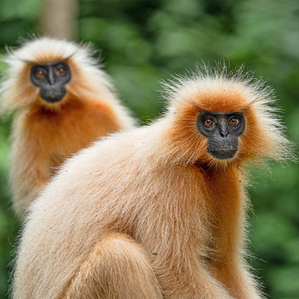 A pair of rare golden langurs in Thrumshingla National Park