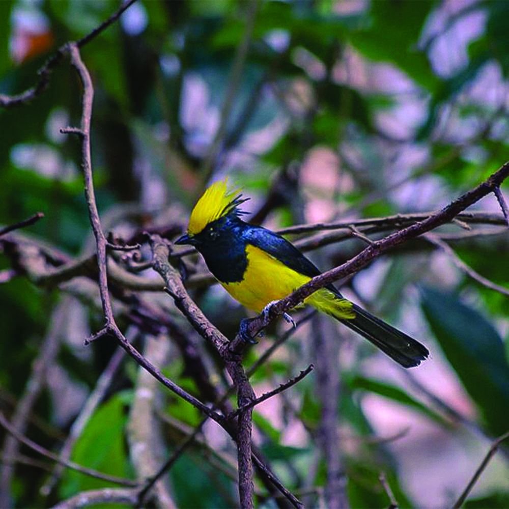 A sultan tit with its bright yellow crest in the Zhemgang forest