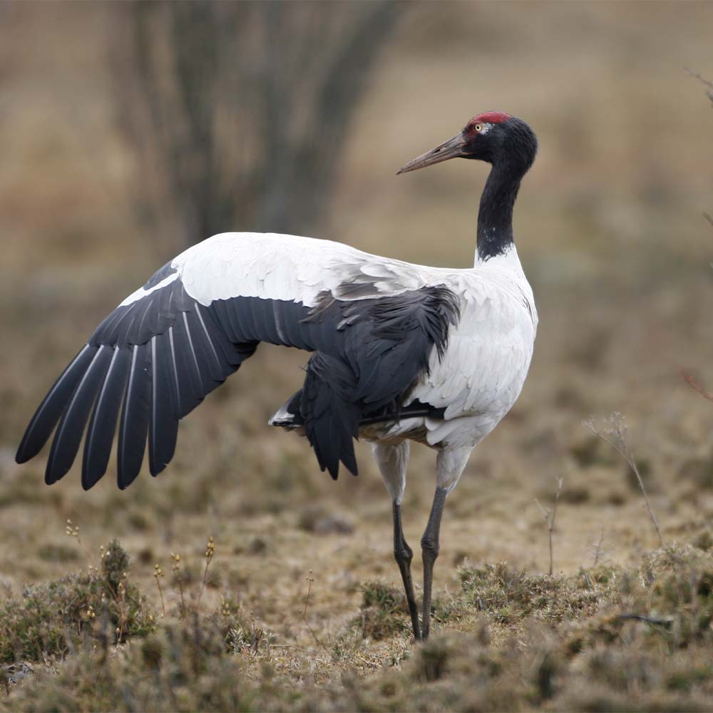 A black-necked crane stretching its wing in the Phobjikha wetlands