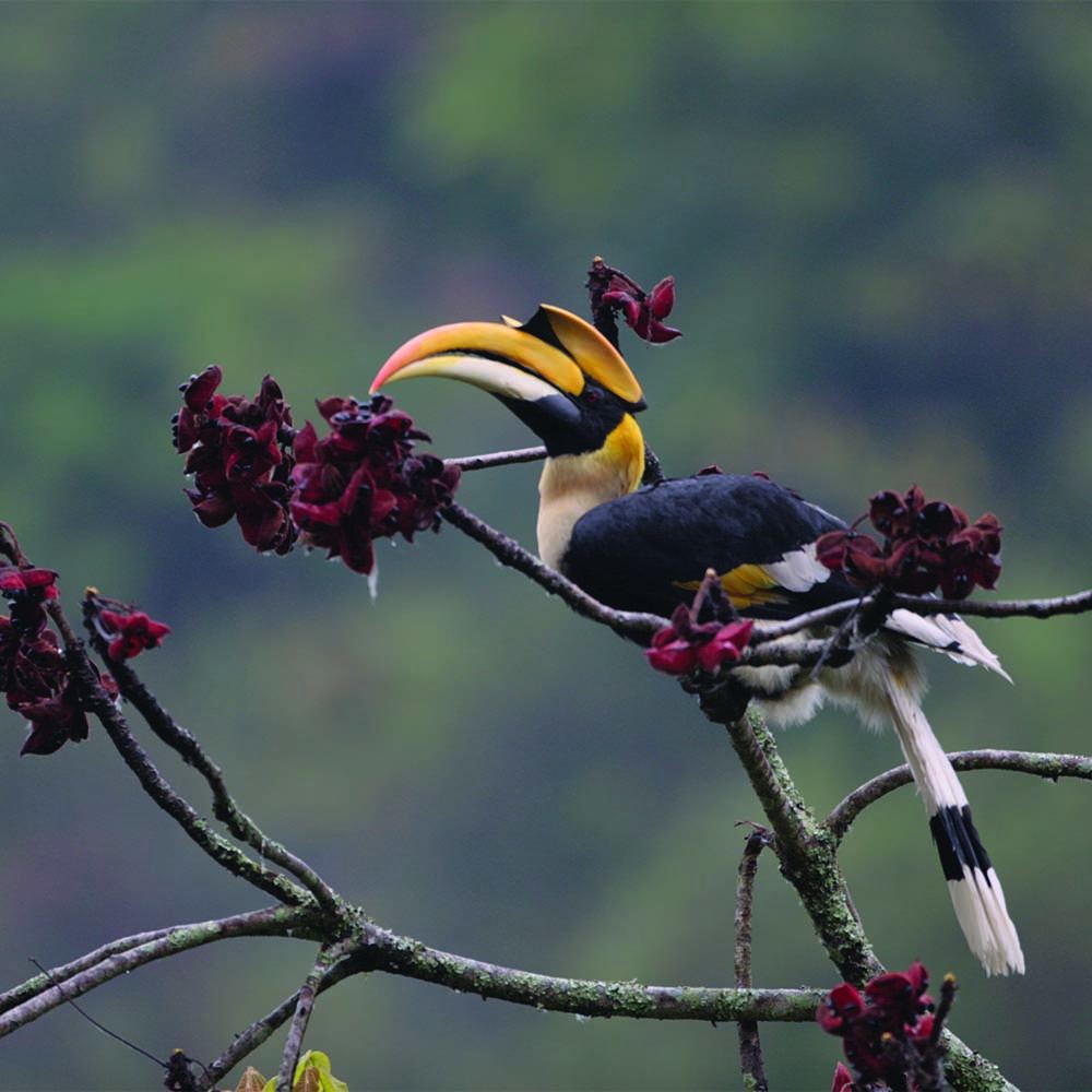 A great hornbill perched on a flowering branch in Zhemgang