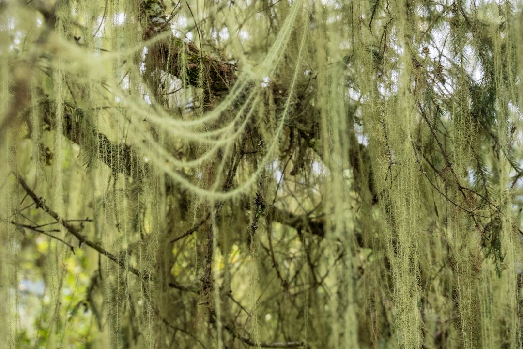 Thick mosses draping the trees of Bhutan's cloud forest