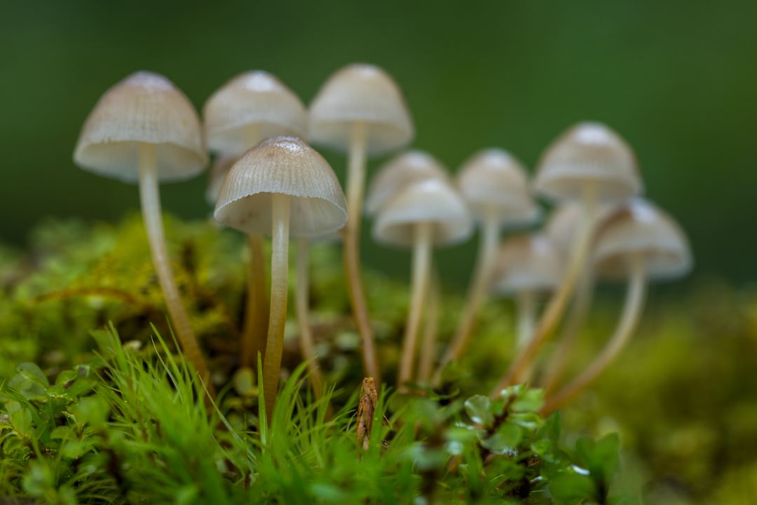 Wild mushrooms on the forest floor in Bhutan