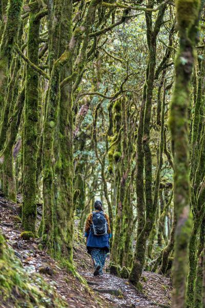 A walking trail through Bhutan's dense old-growth forest